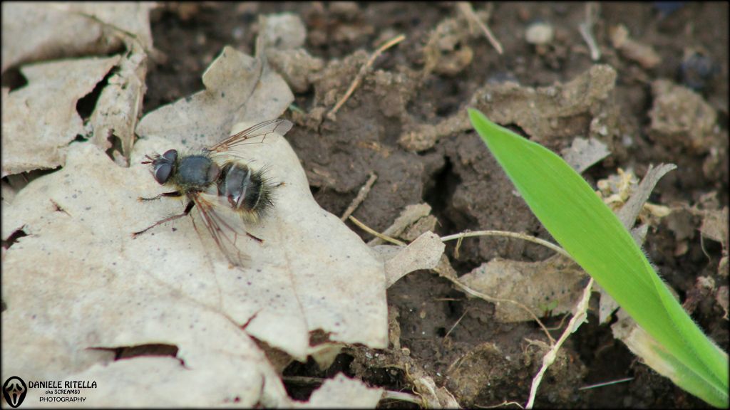 Da identificare.   Tachinidae:  cfr. Tachina lurida